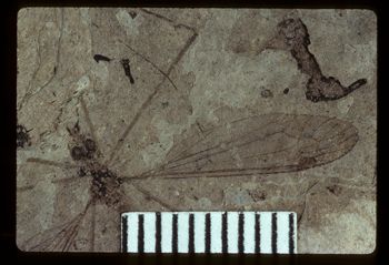 Media type: image;   Entomology PALE-1339 Aspect: detail